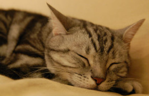 cat-sleep